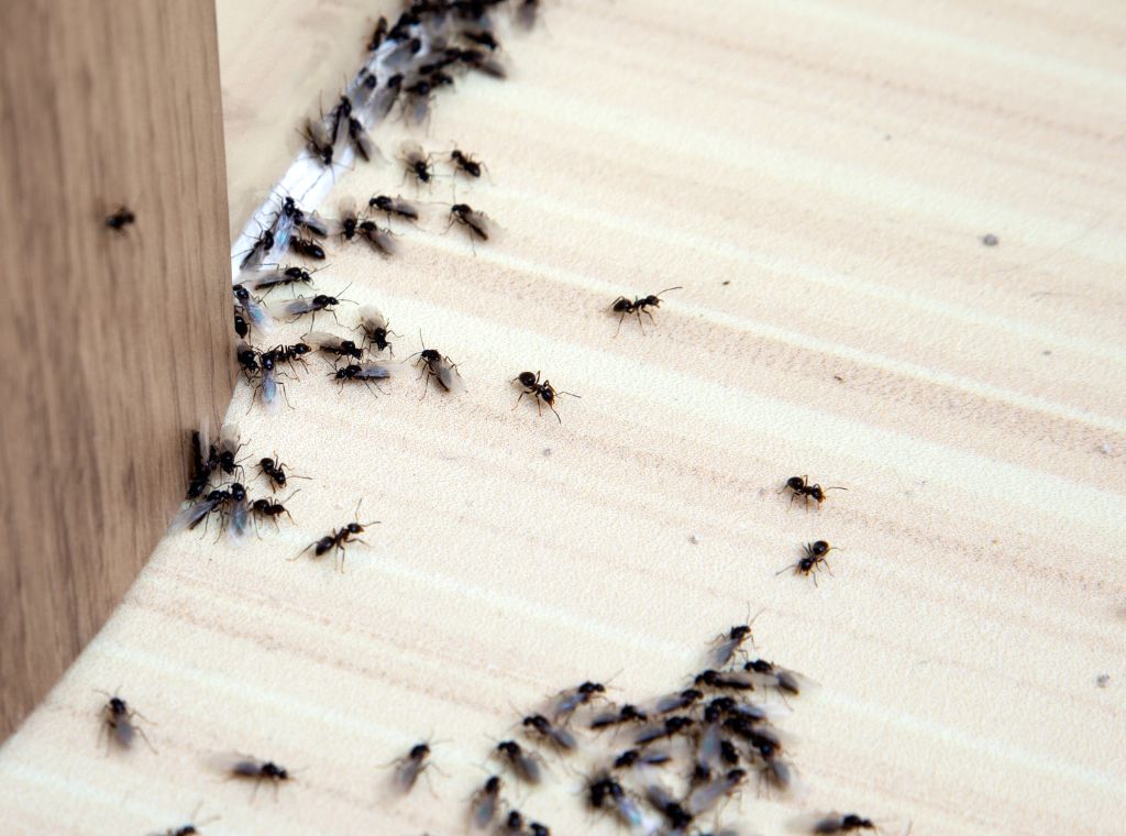 Professionelle Schädlingsbekämpfung